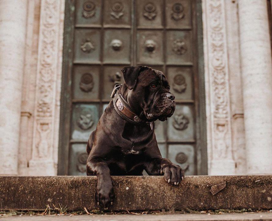 Das exklusive Halsbanddesign „Viking“ LIMITED / 50 Stück